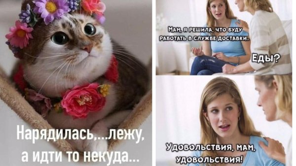 кошка красавица