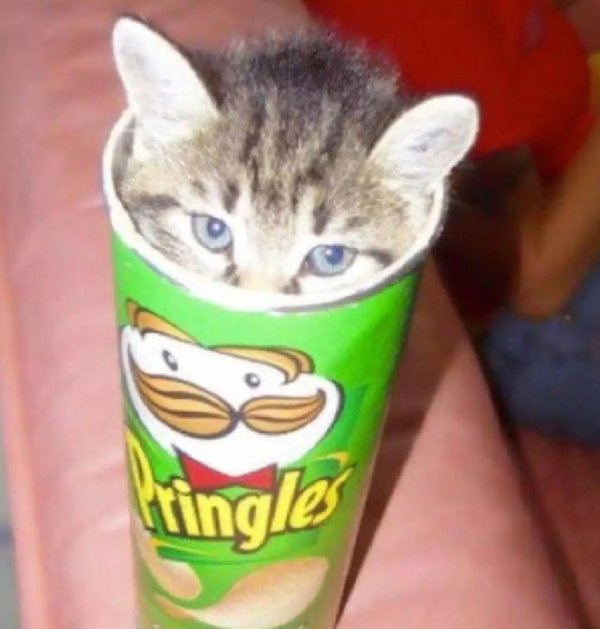 кот в принглс