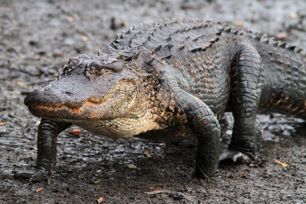 миссисипский аллигатор