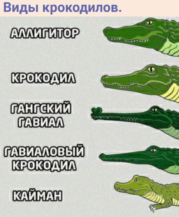 отличие аллигатора от крокодила