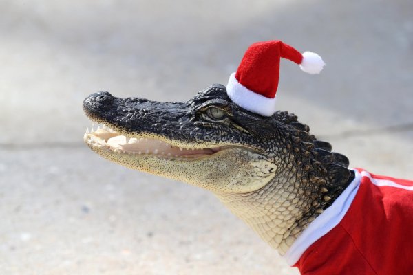 милые крокодилы