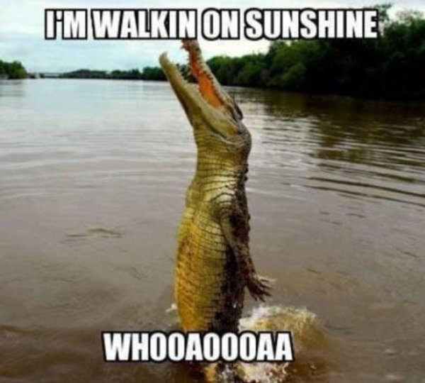 нильские крокодилы