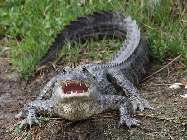 миссисипский аллигатор
