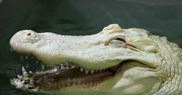 гавиал альбинос