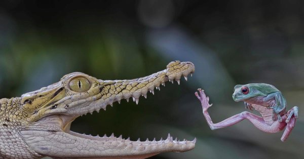 милые крокодилы