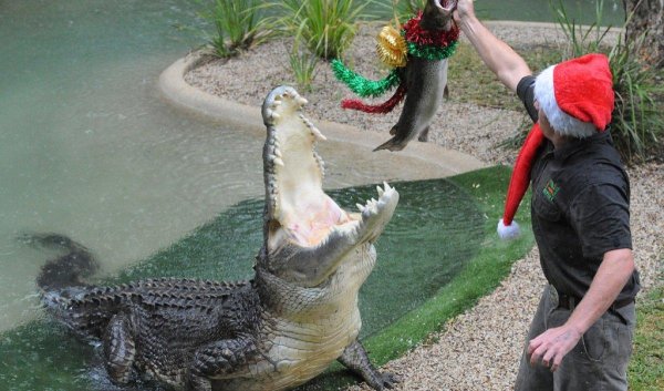 гребнистые крокодилы