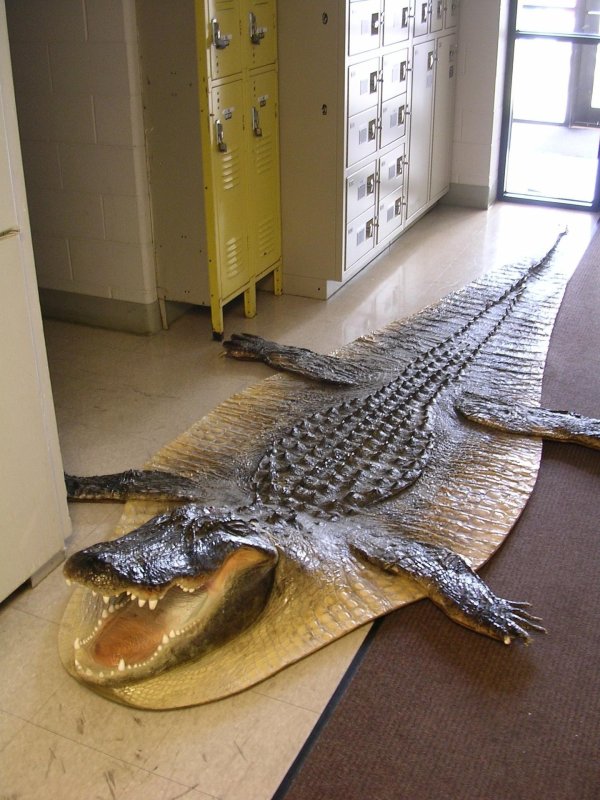 нильский крокодил домашний