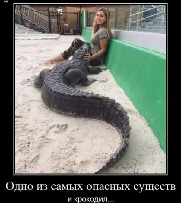 крокодил демотиватор