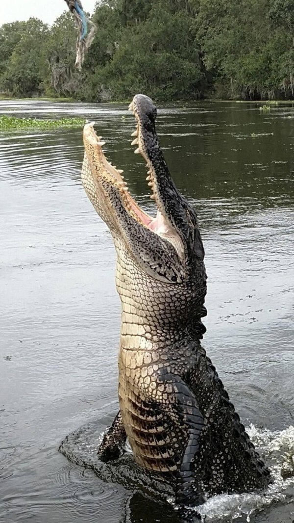 гребнистые крокодилы