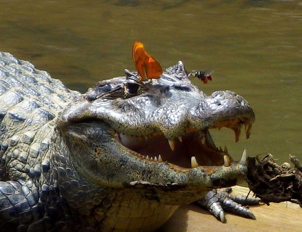 милые крокодилы