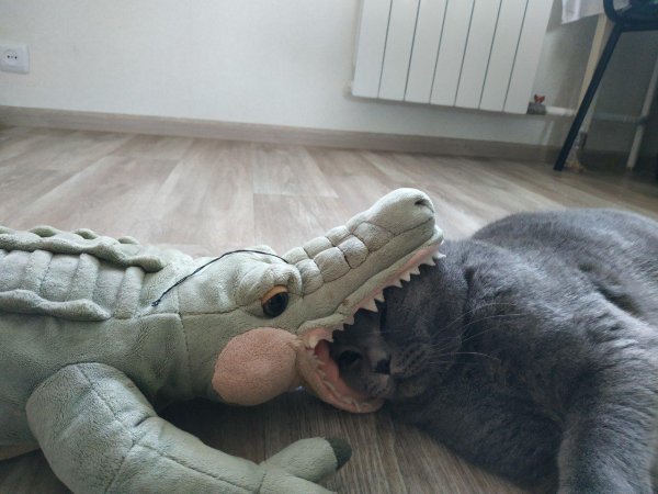 игрушечный крокодил