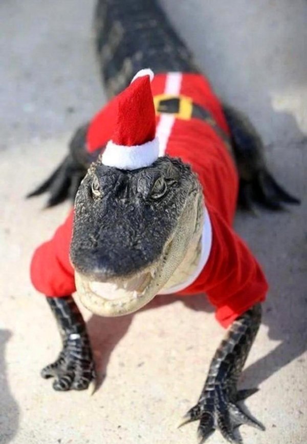 милые крокодилы