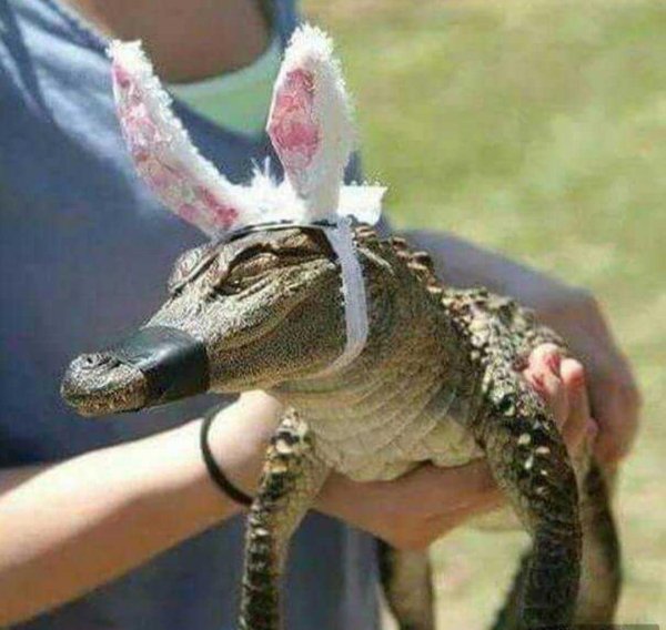 уши крокодила