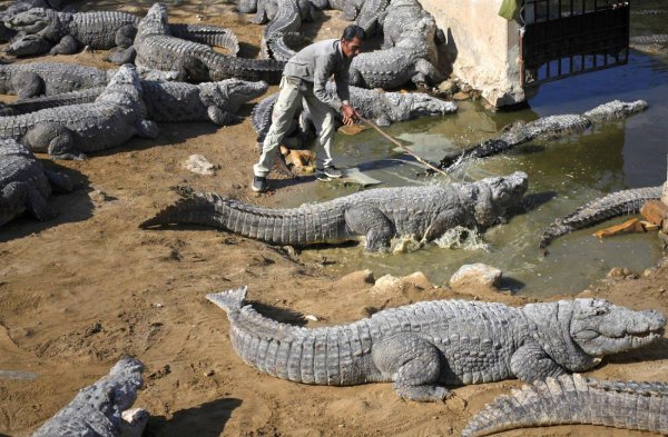 crocodiles alligators