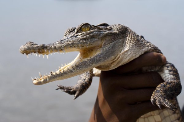 крокодилы аллигаторы кайманы и гавиалы