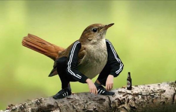 обыкновенный соловей