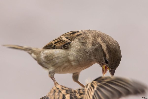 настоящие воробьи