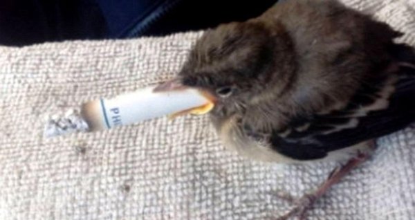 голубь с сигаретой