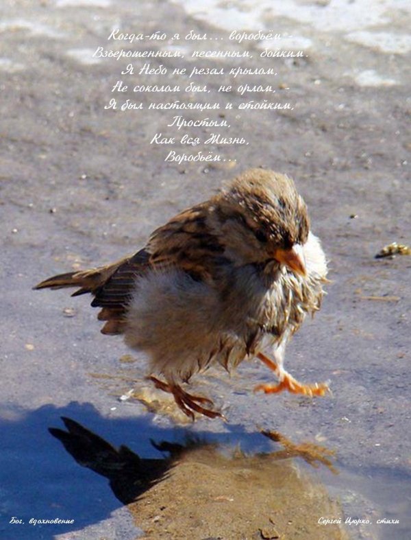 мокрый воробушек