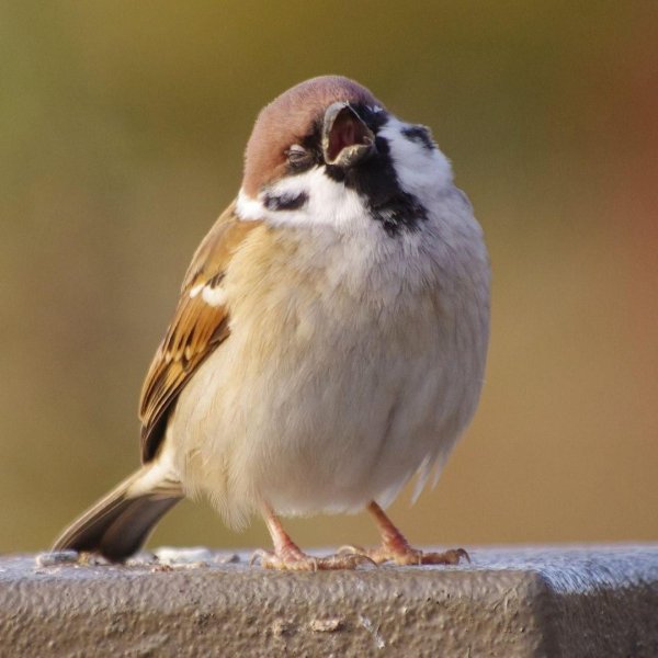 красноголовый воробей