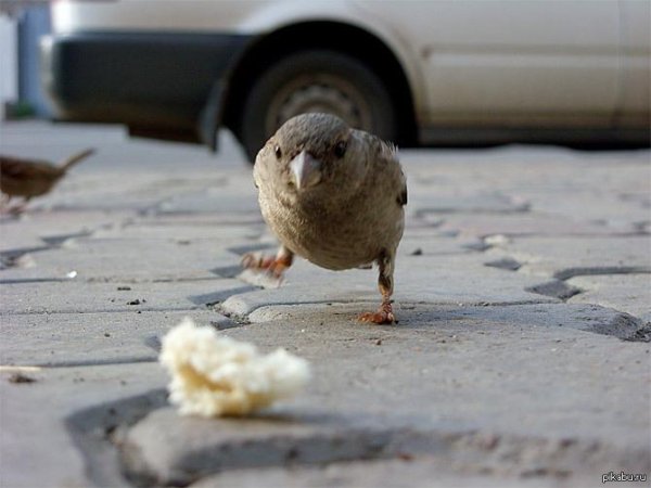 воробьи клюют крошки