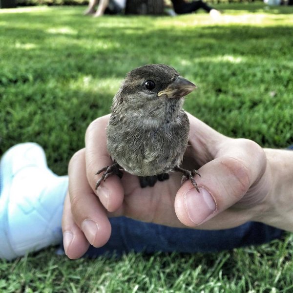 забавные воробьи