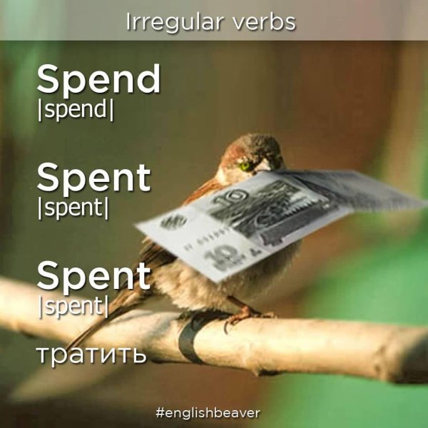 какая птица