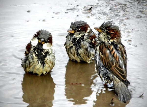 воробьи купаются