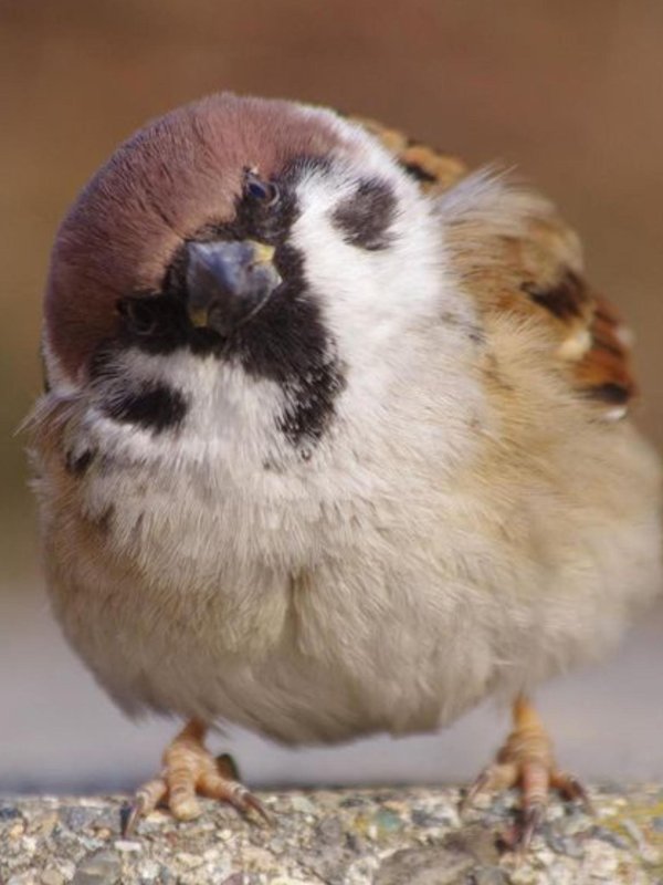 воробушек птица