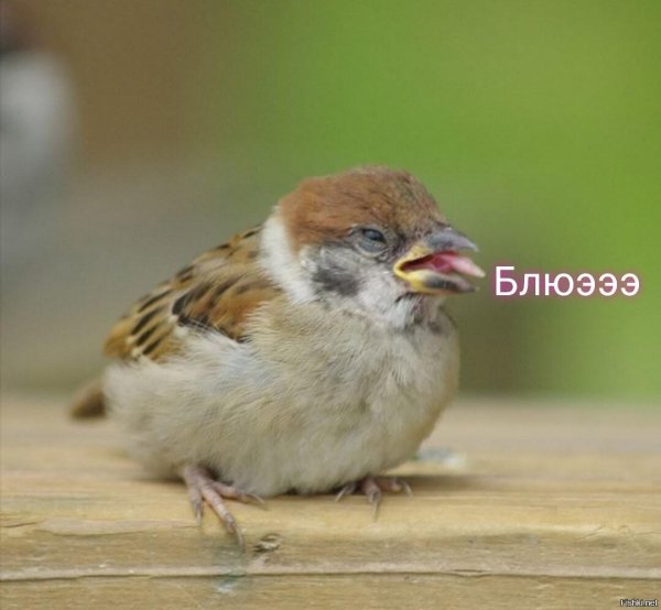 слеток полевого воробья