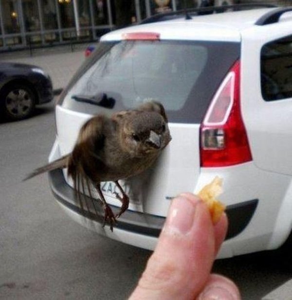 птицы нагадили на машину