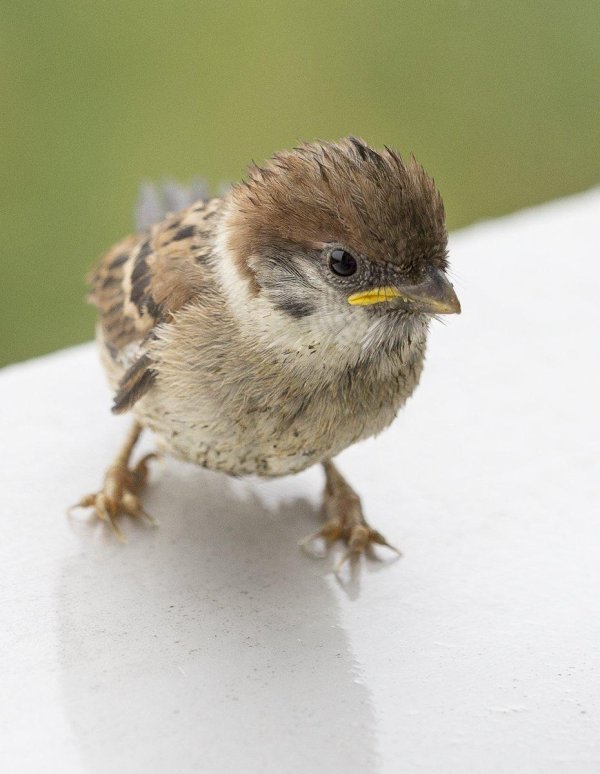слеток полевого воробья