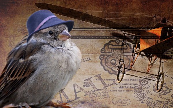 крутой воробей