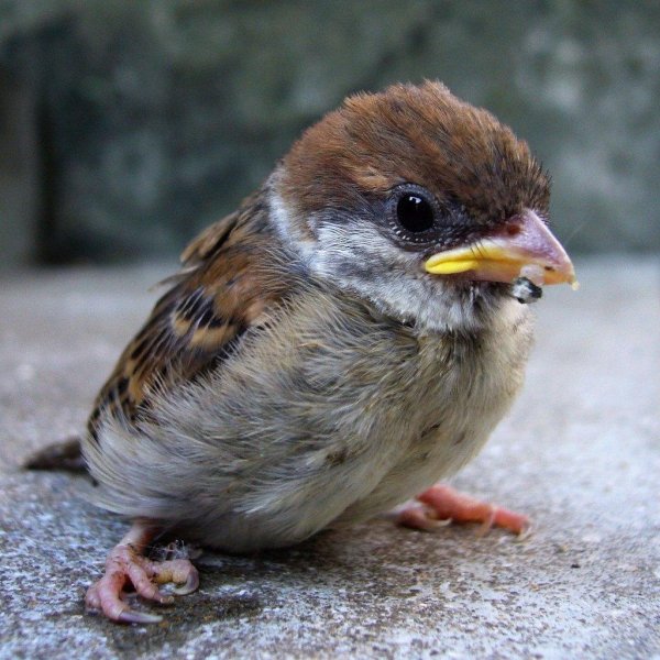 слеток полевого воробья