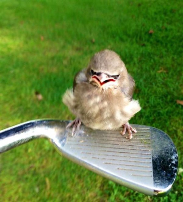 прикольные птицы