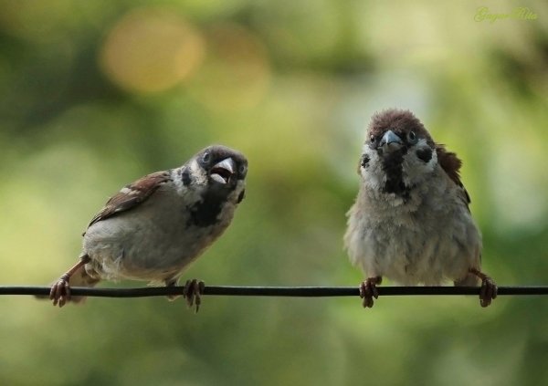 забавные воробьи
