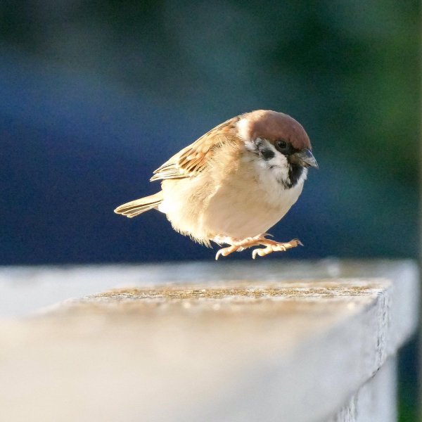милые воробьи
