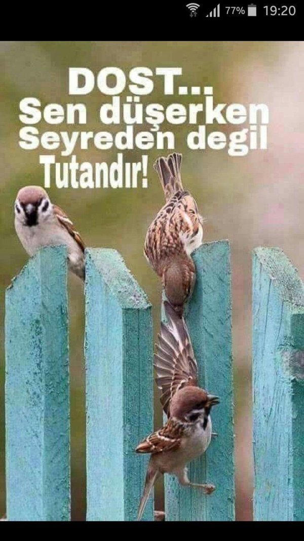 забавные воробьи