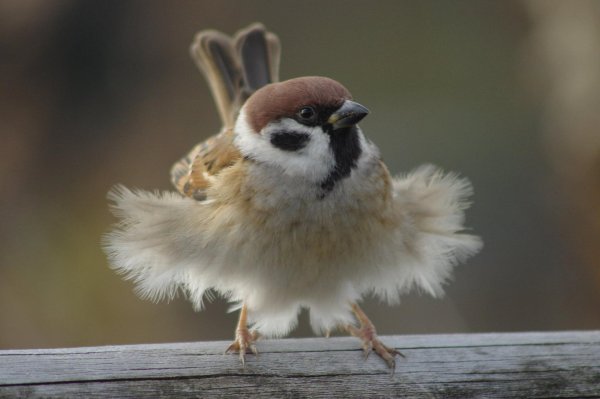 смешной воробей