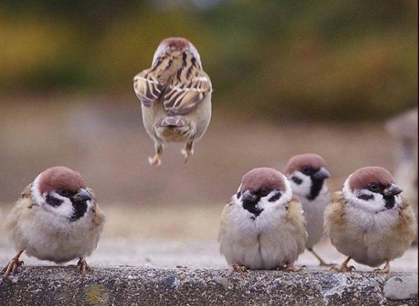 птицы милые