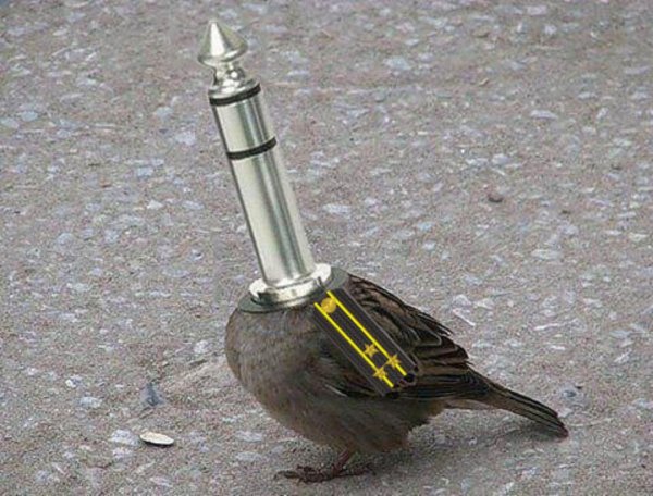 шутки про воробья