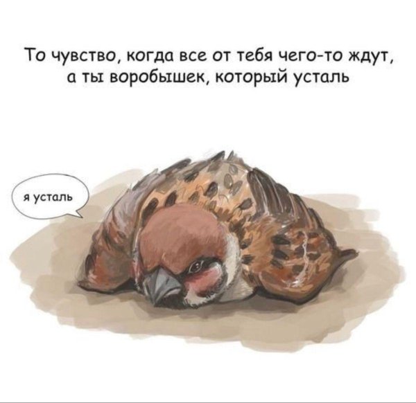 воробушек усталь