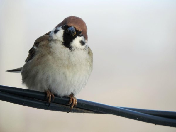 толстый воробей