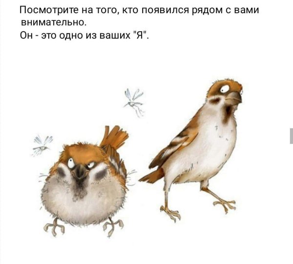 полевой воробей passer montanus