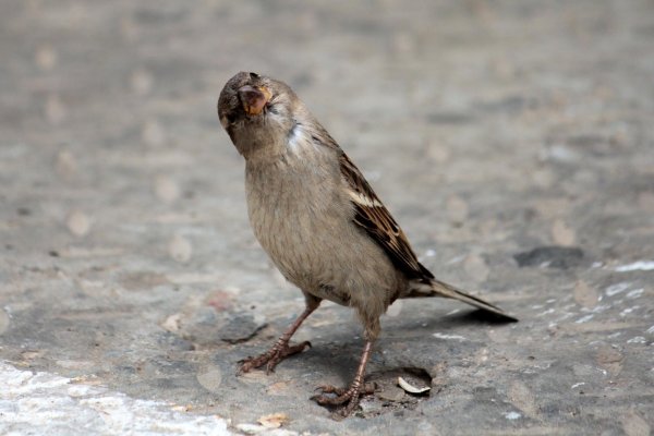 смешной воробей