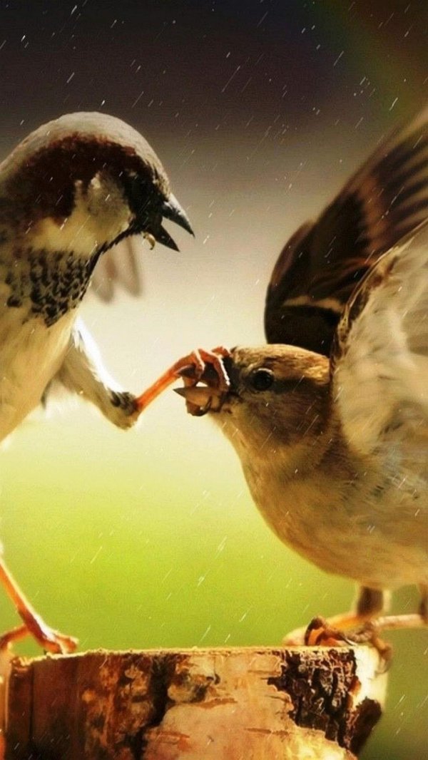 птица смешная