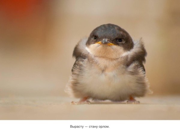 птенчик ласточки