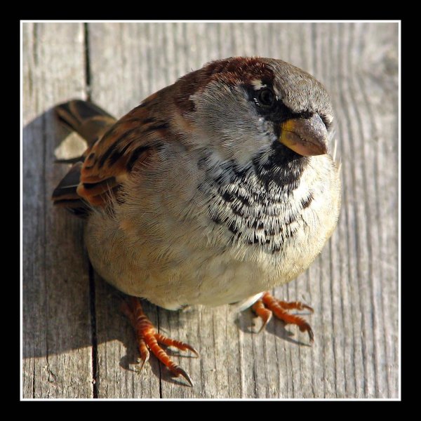 домовый воробей самец