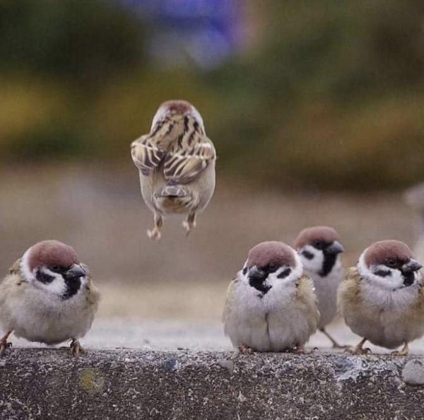 милые птички