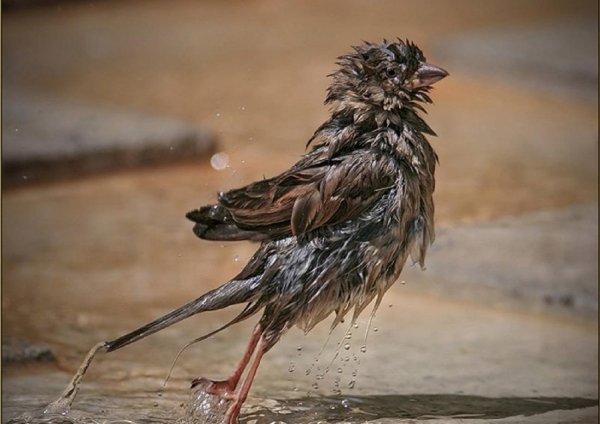 чижик растрепанный